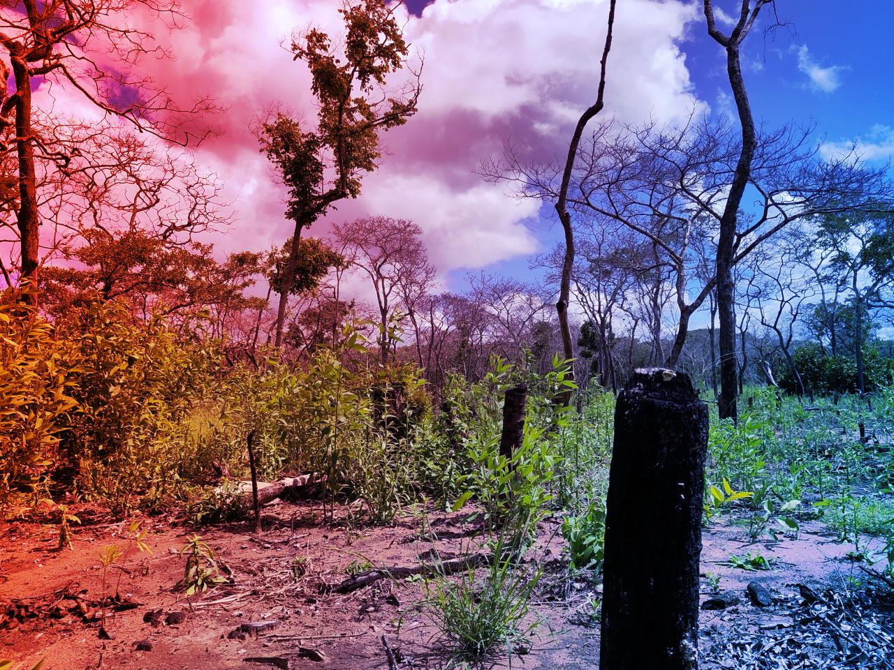 Az erdőirtás miatt egyre forróbbak a trópusok