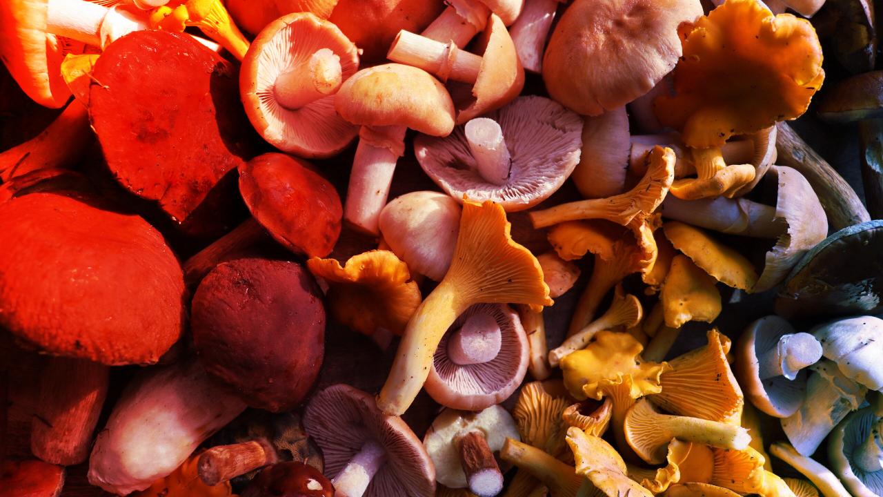 Az erdők aranya: 160 gombafaj szedésének mesterfogásai