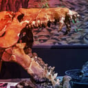 Az észak-amerikai pokoldisznók valóságos csonttörő bestiák voltak