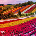 Az északi szigeten születik Japán csodachip-völgye