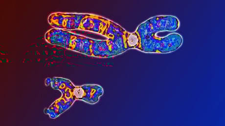Az ikertestvére vére keringett a nő ereiben