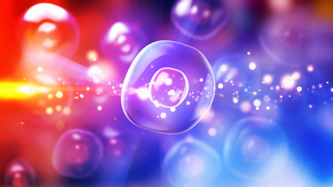 Az immunrendszer kijátszható: egereken meggyógyították az 1-es típusú diabéteszt