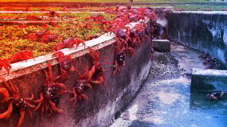 Az indiai-óceáni szigetet nem az MI, hanem a kábelek érdeklik