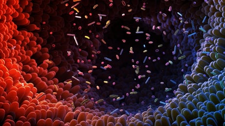 Az MI végre megfejti a bélbaktériumok titkait