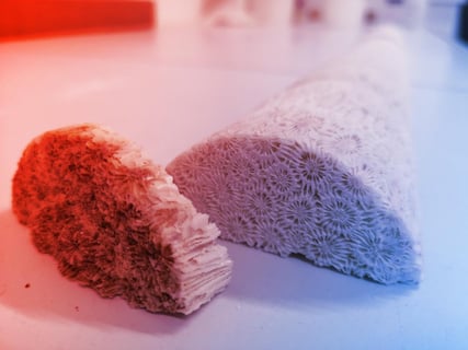 Az óceán fáinak évgyűrűi: amit a korallokról megtudtunk