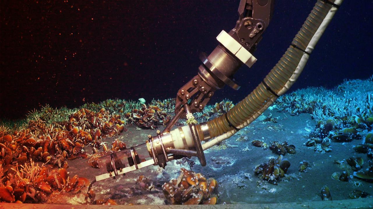 Az óceán mélyén egy titokzatos birodalom lüktet