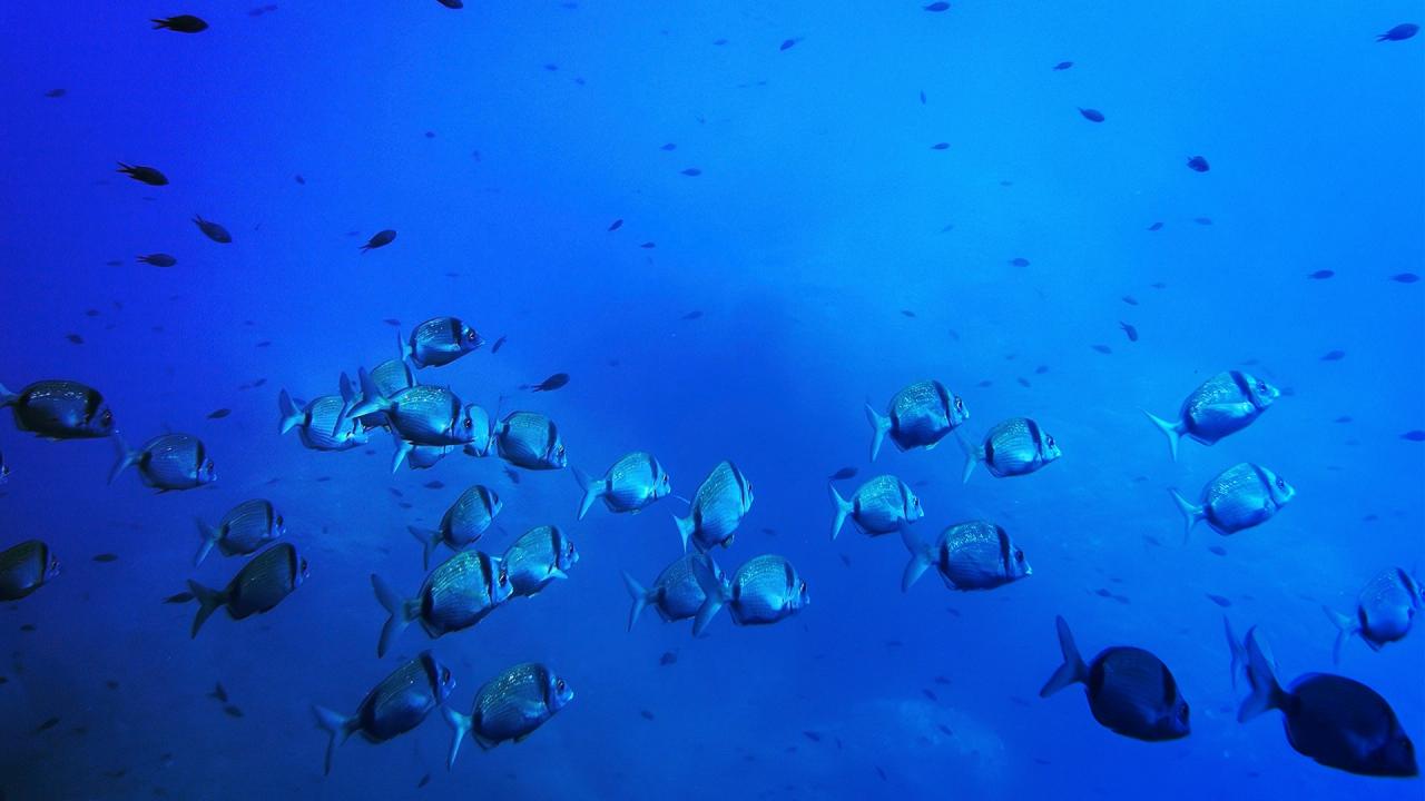 Az óceán mélyének bányászata tönkreteheti a tengeri táplálékláncot