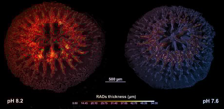 Az óceánok savasodnak: végóráikat élik a korallok