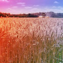 Az okos vetésforgó: több termés, jobb élelmiszer, nagyobb profit