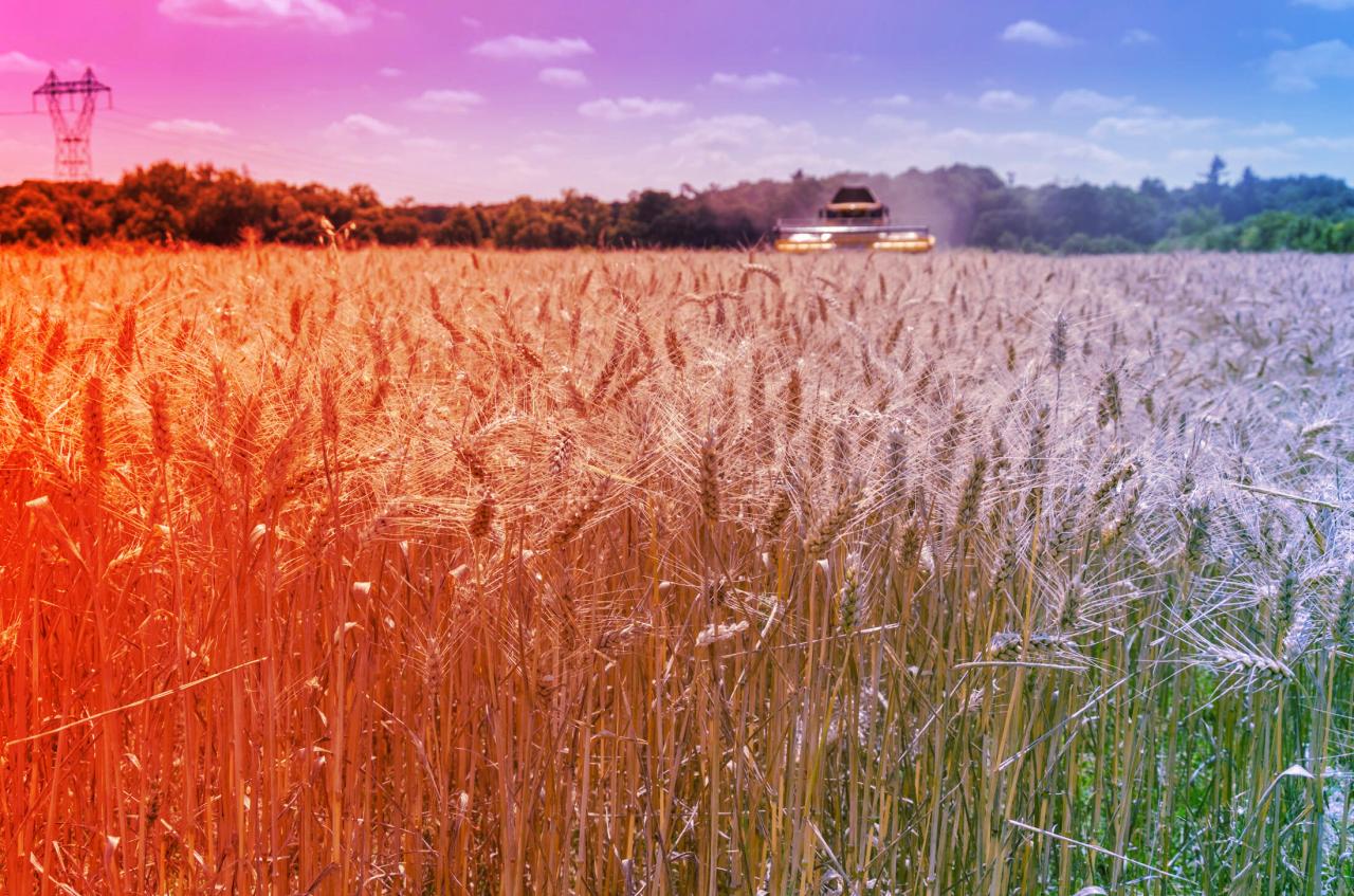 Az okos vetésforgó: több termés, jobb élelmiszer, nagyobb profit