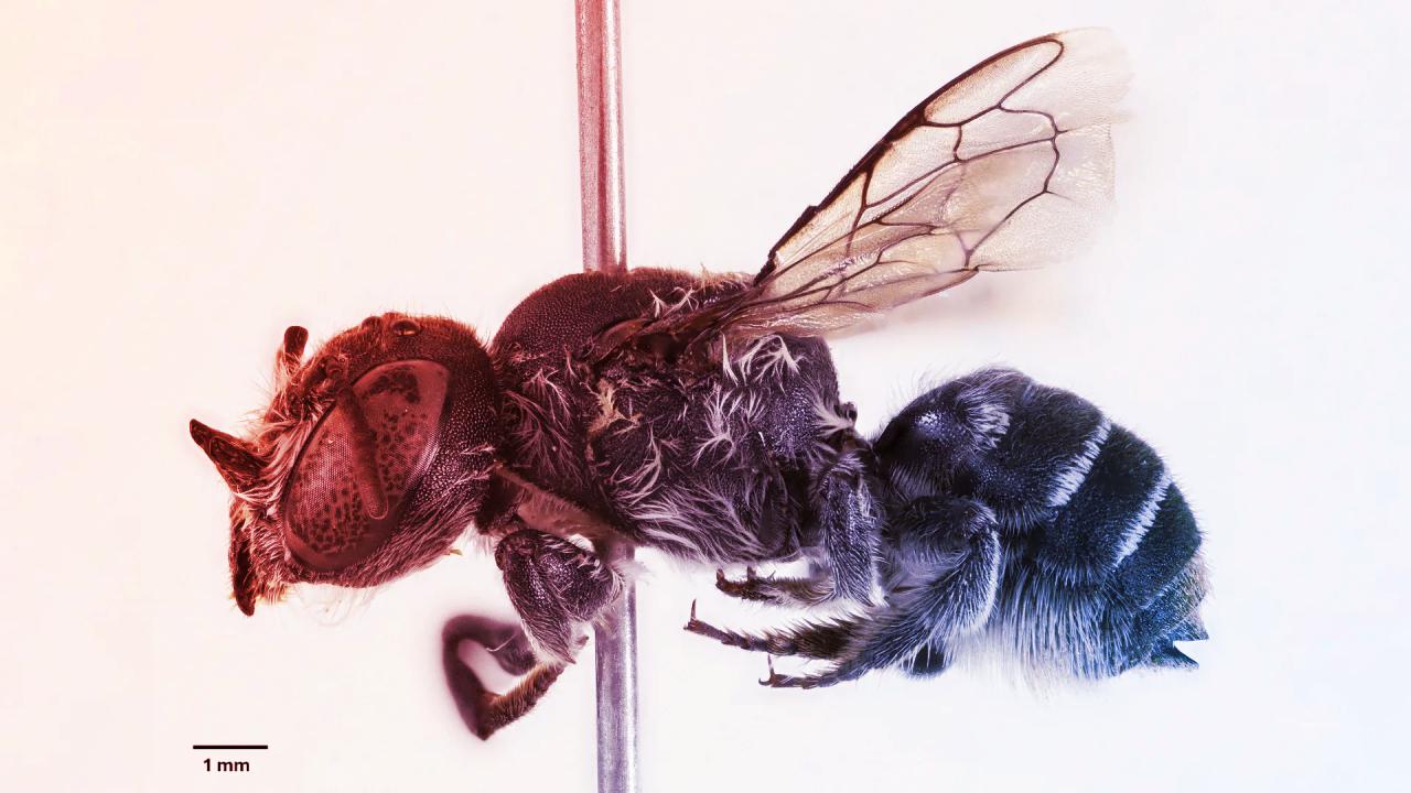 Az ördögszarvú méh: meghökkentő felfedezés Ausztráliában