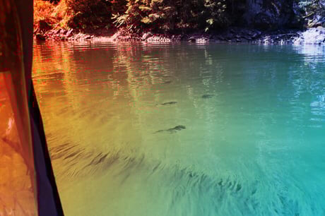 Az oregoni tóban váratlanul megjelentek a veszélyes algák, senki sem érti miért