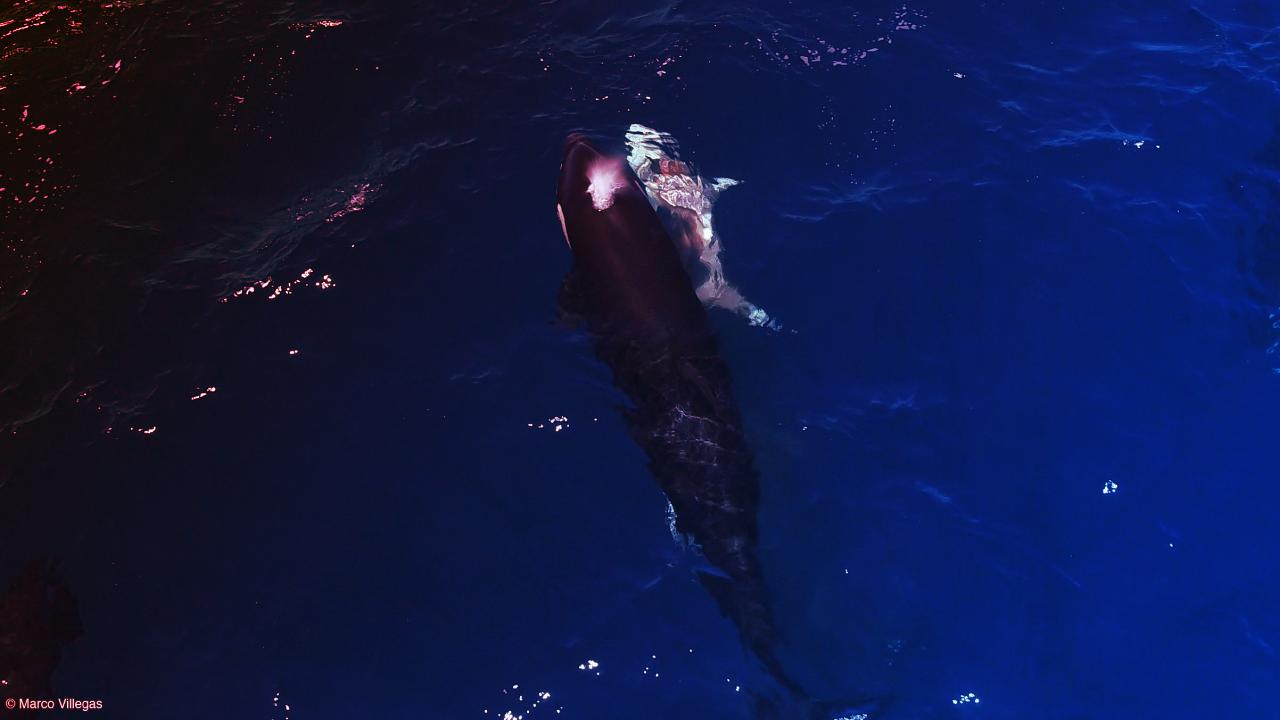 Az orkáknak most a fiatal nagy fehér cápa a kedvenc csemegéjük