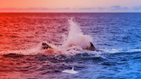 Az orkapicik születése: vér, feszültség, boldogság Norvégiában