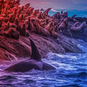 Az orkasokk: két rejtett világ a nyugati parton