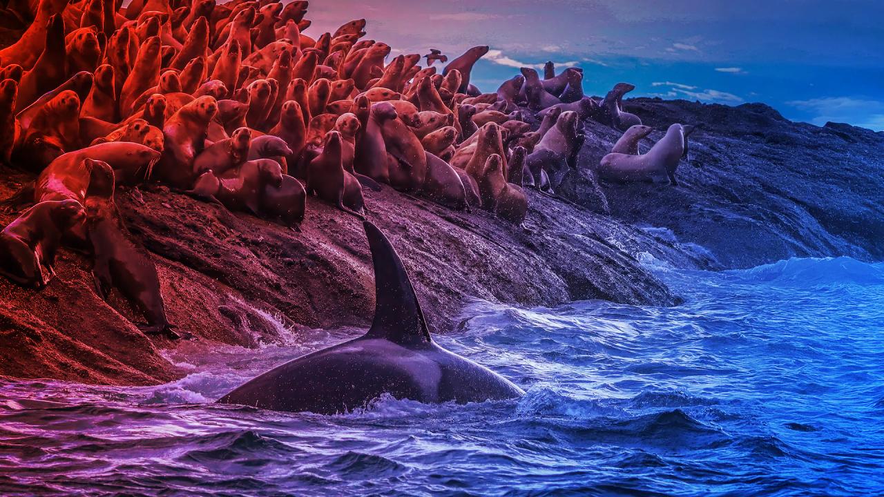 Az orkasokk: két rejtett világ a nyugati parton