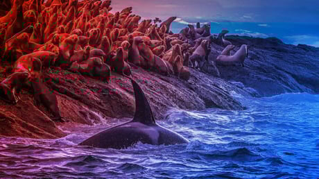 Az orkasokk: két rejtett világ a nyugati parton