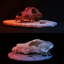 Az ősi kutyafajták nem a viktoriánus kor szüleményei