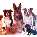 Az ősi kutyakoponyák felforgatják a kutyák eredettörténetét