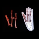 Az ősi, rejtélyes lábfej, amely átírja az emberi evolúciót