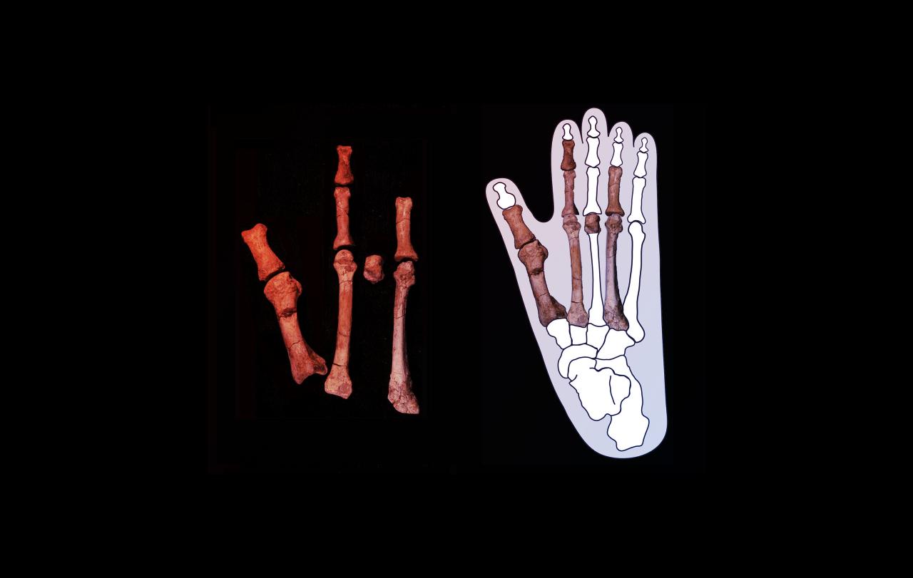 Az ősi, rejtélyes lábfej, amely átírja az emberi evolúciót