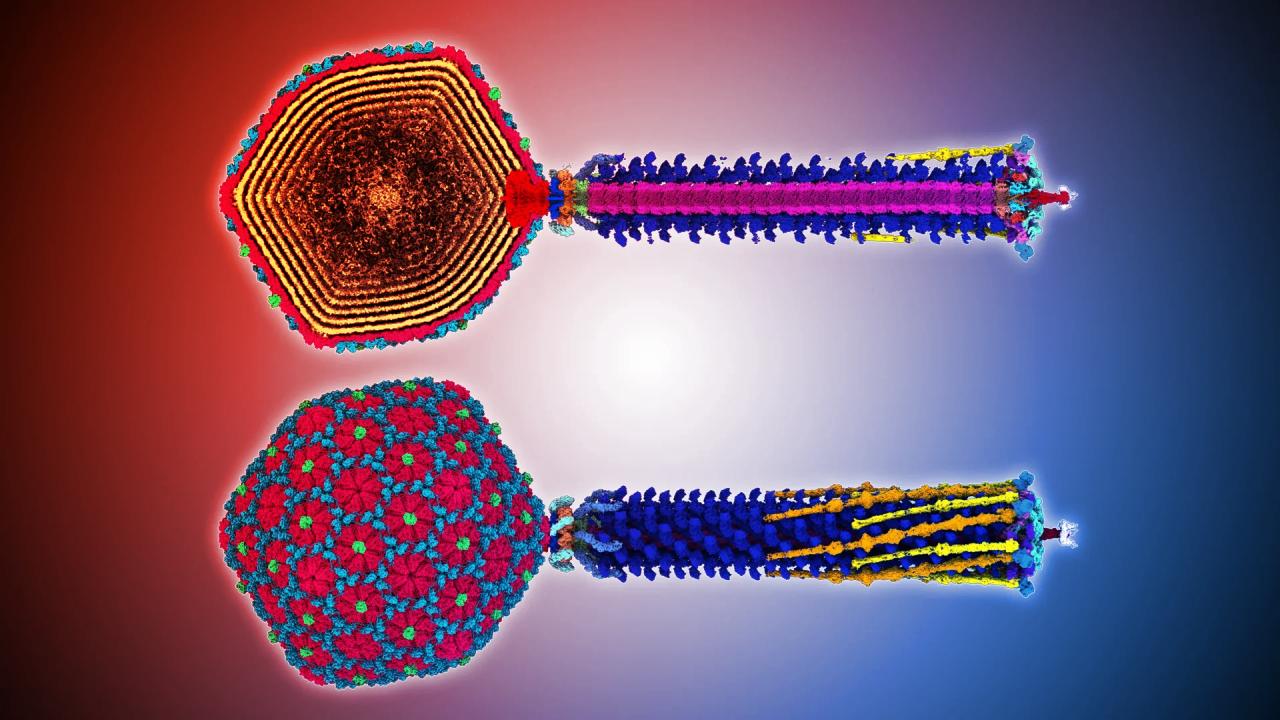 Az ősi vírusok odacsapnak az antibiotikumoknak