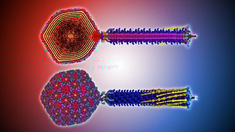 Az ősi vírusok odacsapnak az antibiotikumoknak