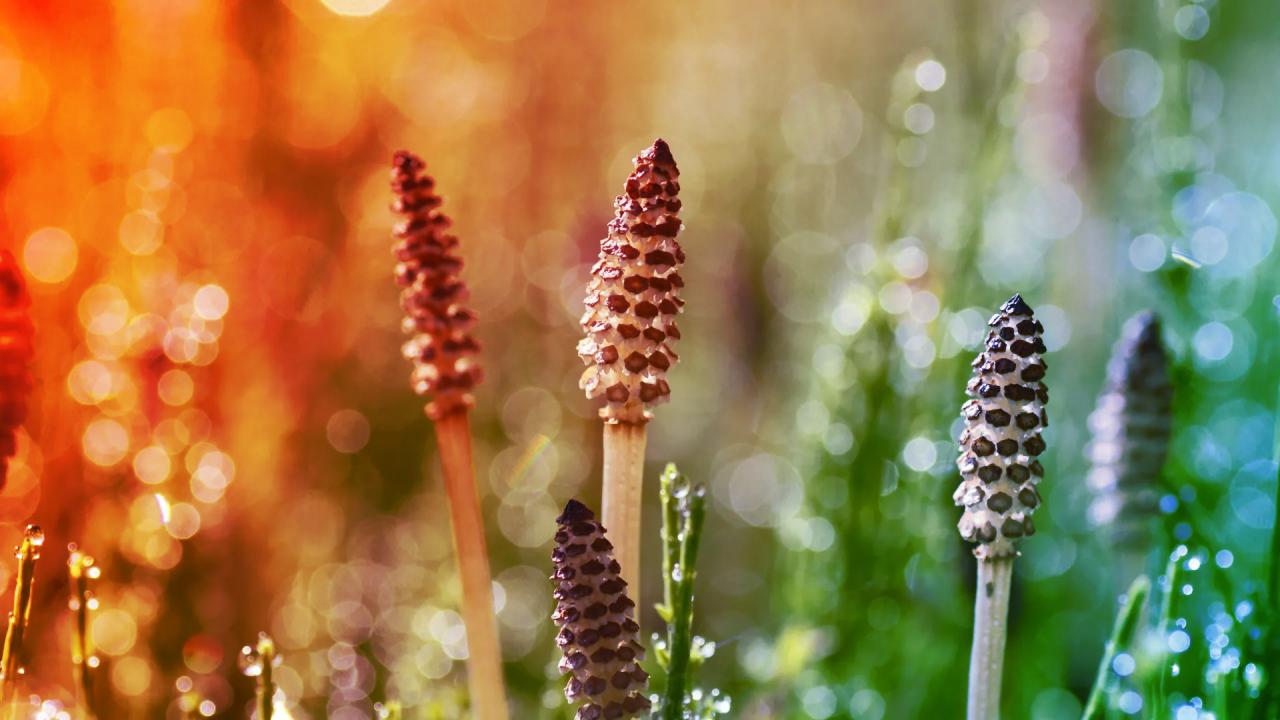 Az ősi zsurló földönkívüliként szűri a vizet