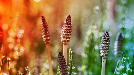 Az ősi zsurló földönkívüliként szűri a vizet