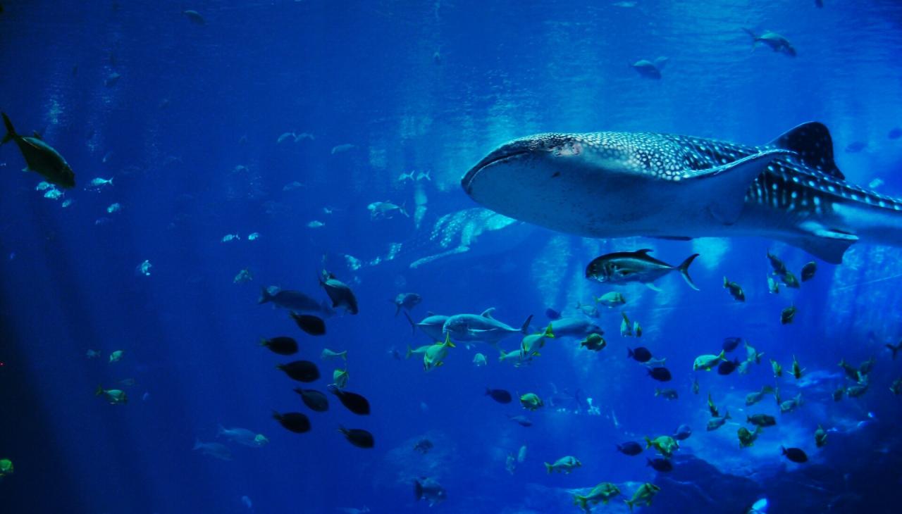 Az őskori csendes-óceáni halászat rejtelmei kollagénnyomokkal tárulnak fel