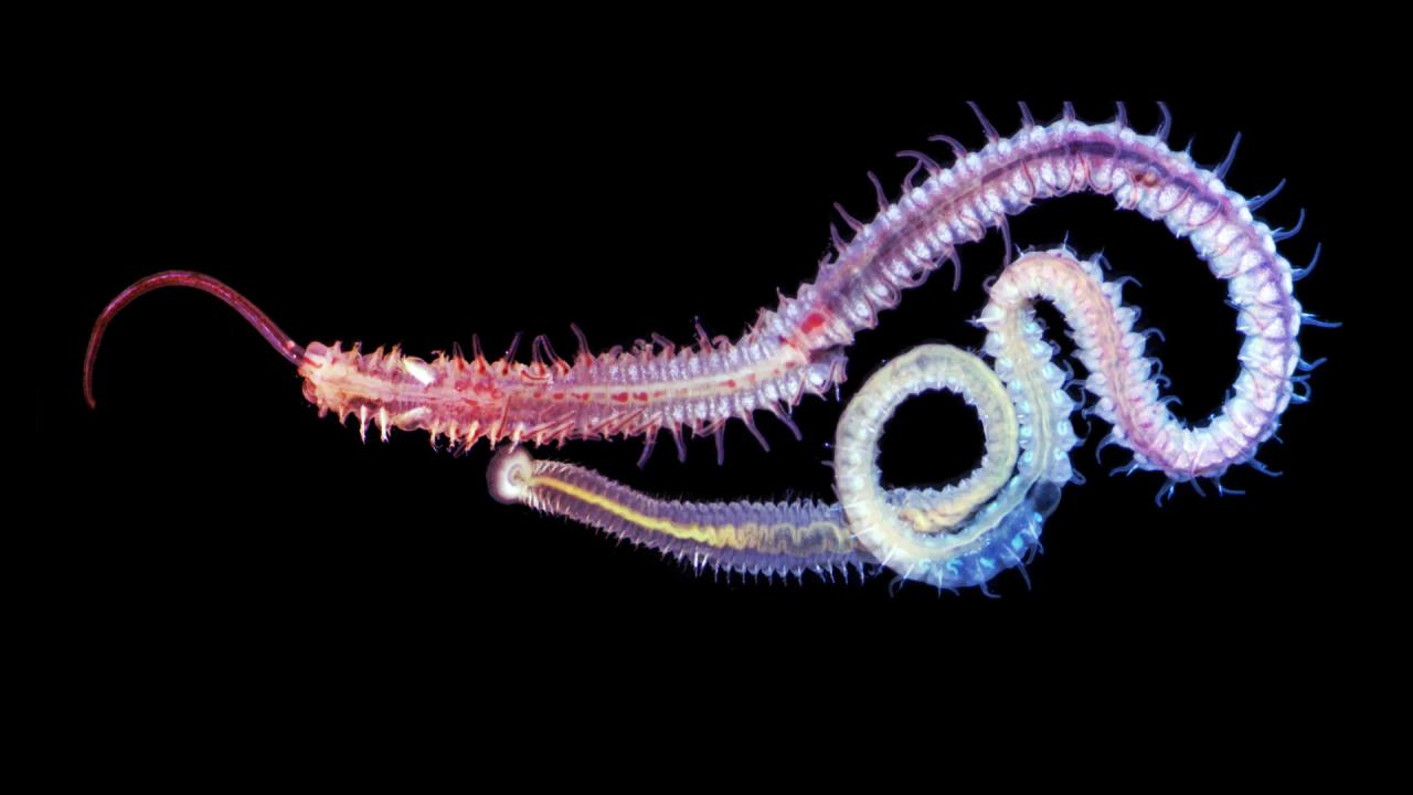 Az ősparazita ma is pusztítja az osztrigákat