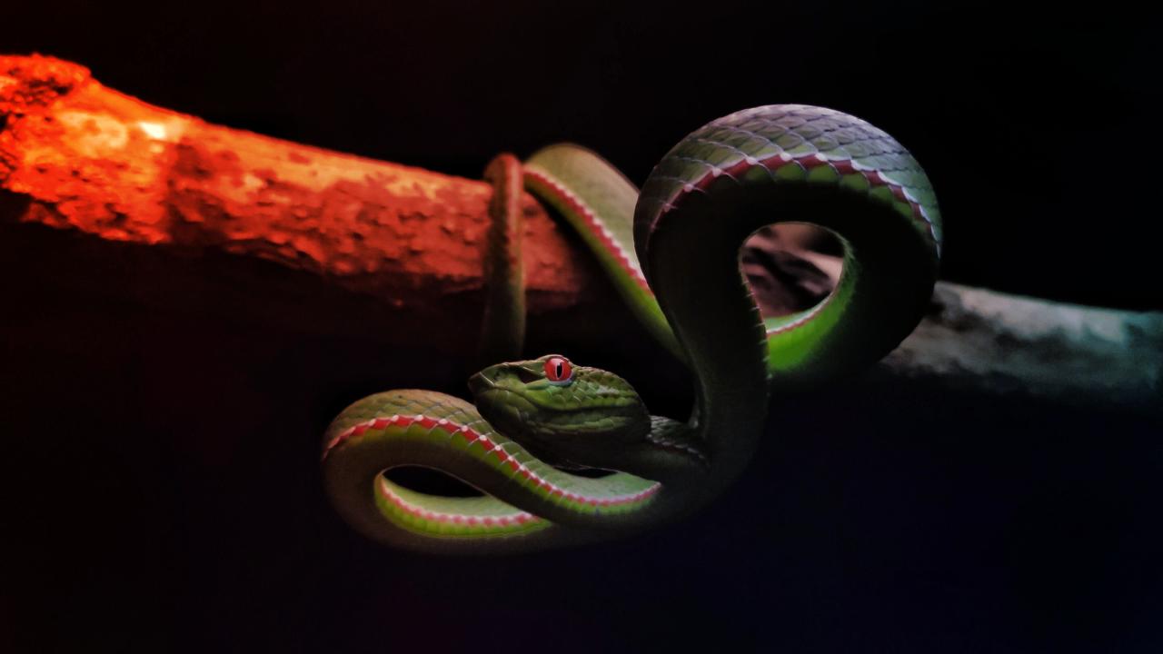 Az új COVID-vakcinatechnológia áttörést hozhat a kígyómérgezés kezelésében