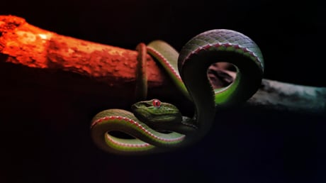 Az új COVID-vakcinatechnológia áttörést hozhat a kígyómérgezés kezelésében