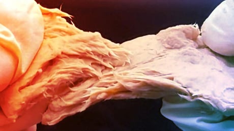 Az új húspótló gomba fenekestül felforgatja az élelmiszeripart