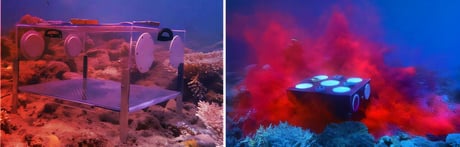 Az új lárvatárolók segíthetnek visszaállítani a Nagy-korallzátonyt