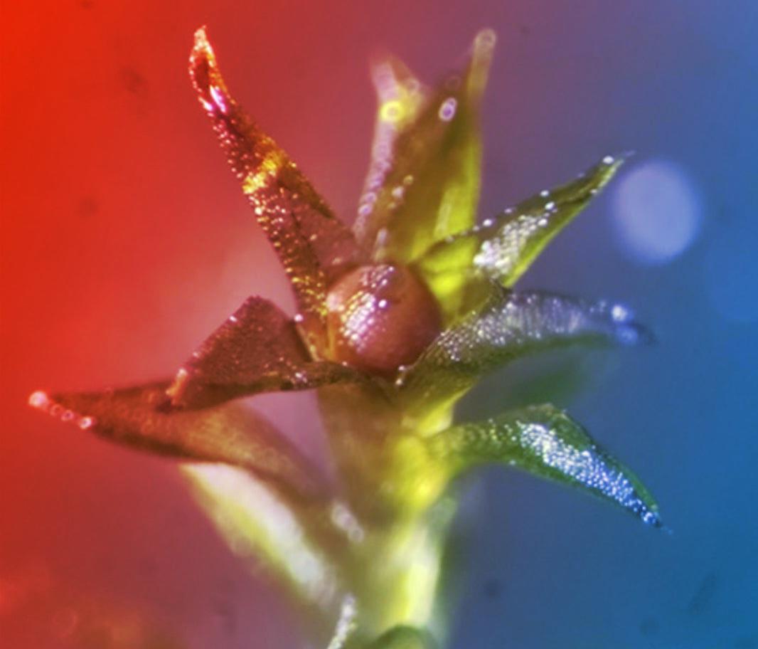 Az űr igazi keményei: meglepő élőlények a végtelenben