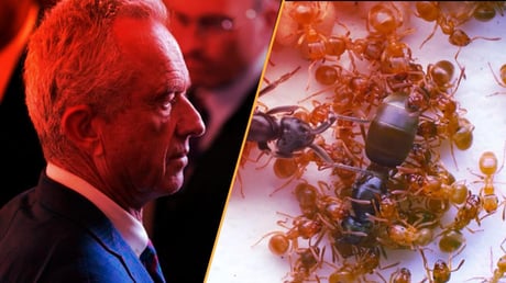 Az űrbéka, a rovarapokalipszis és a CDC totális káosza