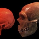 Az utolsó neandervölgyi: A kihalás titka a génhígulásban?