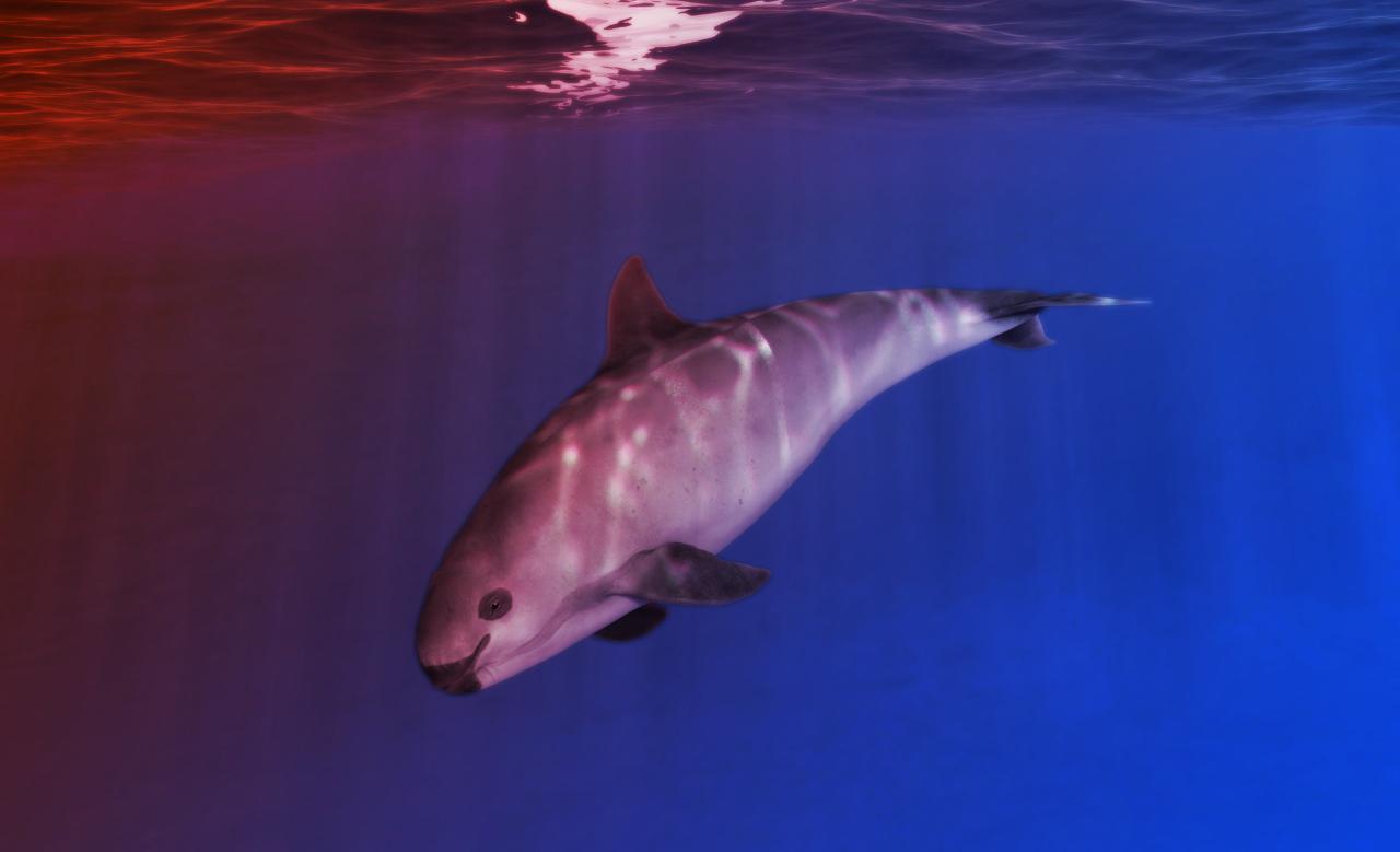 Az utolsó védvonal: Már növekszik a világ legritkább delfinpopulációja