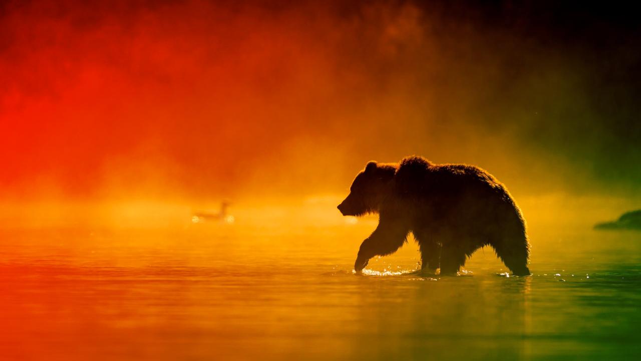 Bajban az emberiség, medvetámadások és elakadt űrhajósok fenyegetnek