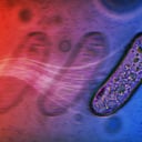 Így mozognak a baktériumok ostor nélkül, a cukor hajtja őket