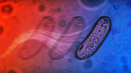 Így mozognak a baktériumok ostor nélkül, a cukor hajtja őket