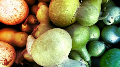 Majdnem belehalt a házi töklébe