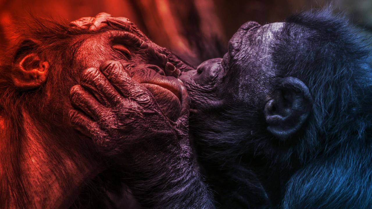 Tényleg 21 millió éve csókolózunk?