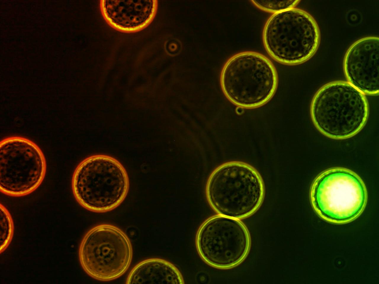 Új vírusvadászat, a mikrokompartment-genomika mindent feltár