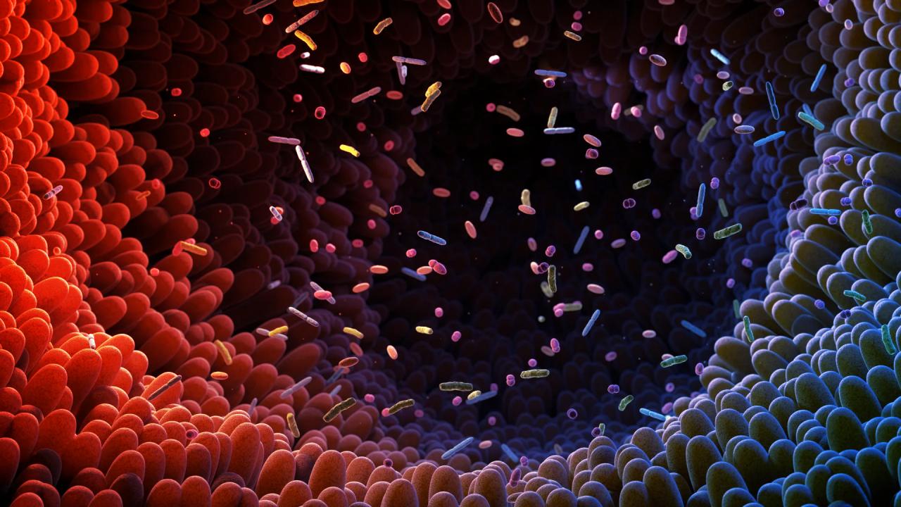 A bélflóra titkos fegyvere: a TMA és a cukorbetegség