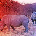 A döbbenetes ok, miért alig élnek óriásállatok a Földön