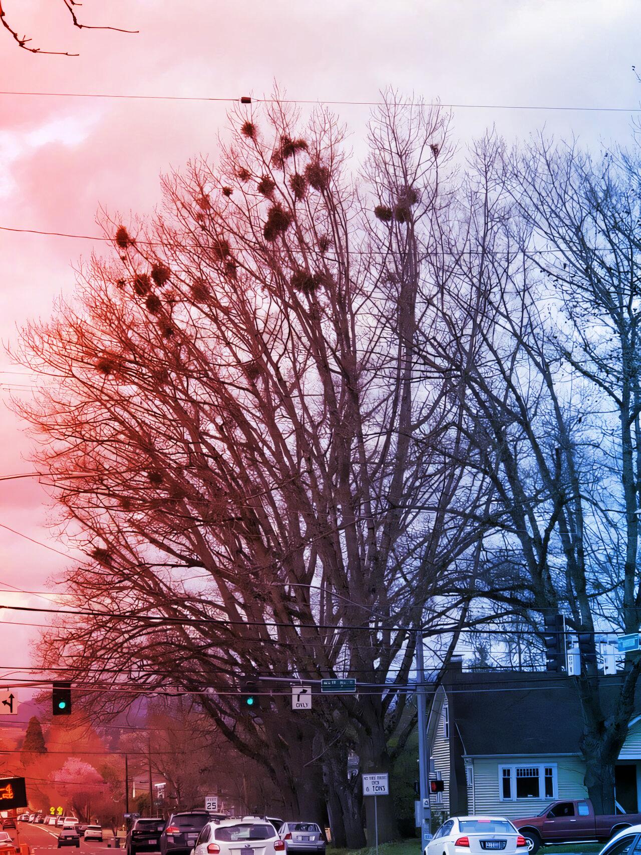 A fagyöngy alatti csókok nem ártanak a fáknak