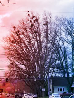 A fagyöngy alatti csókok nem ártanak a fáknak