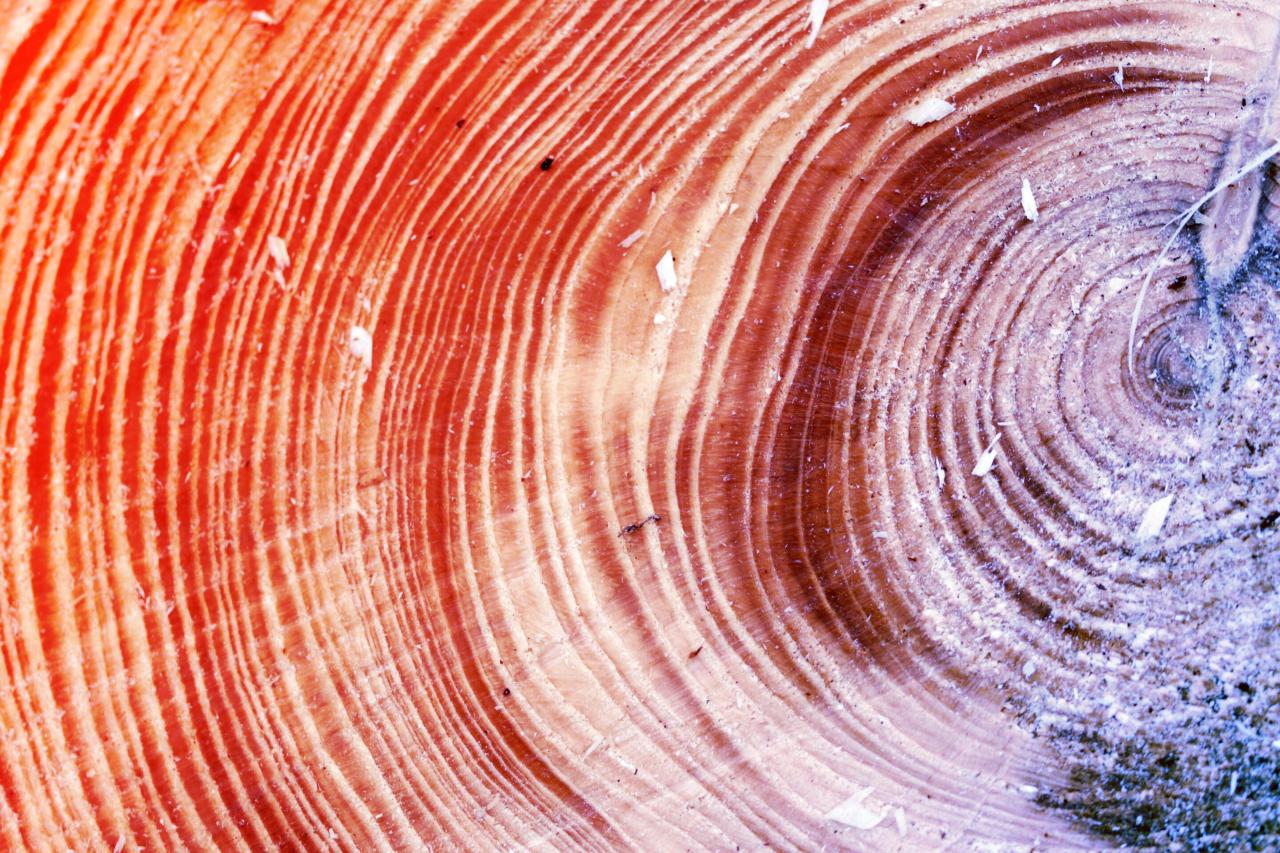 A fák évgyűrűi feltárhatják a víztakarékosság jövőjét